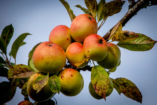 Muld Kernegaarden æbler frugt 2 credit Ingrid Riis