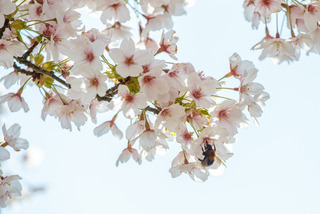De blomstrende kirsebærtræer i Emmas Have på havnen i Gråsten 0074