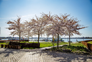 De blomstrende kirsebærtræer i Emmas Have på havnen i Gråsten 1153