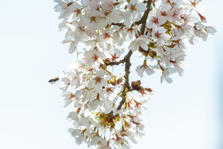 De blomstrende kirsebærtræer i Emmas Have på havnen i Gråsten 0285
