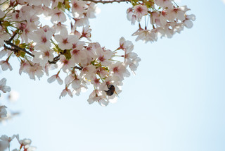 De blomstrende kirsebærtræer i Emmas Have på havnen i Gråsten 0069