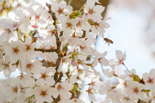 De blomstrende kirsebærtræer i Emmas Have på havnen i Gråsten 0419