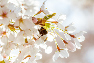 De blomstrende kirsebærtræer i Emmas Have på havnen i Gråsten 0806