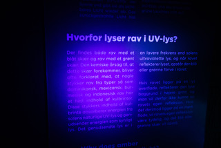 RAV by Jyllandsakvariet
