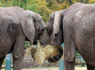 Elefanter i Aalborg Zoo