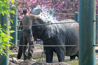Elefant i Aalborg Zoo