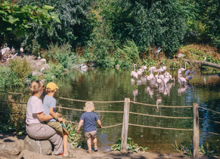 Odense ZOO flamingoer (3)