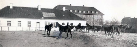 Heste på fold foran vaccinationsbygningen