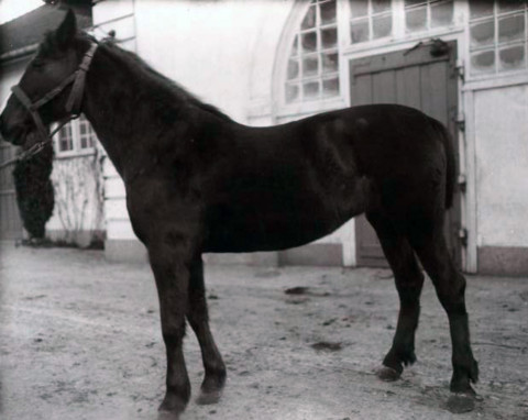 Nærbillede af en lille brun hest foran stald