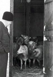 V. J. Møller i døråbning ind til stald med får