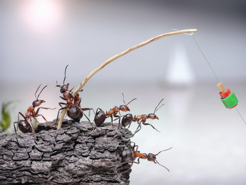 team of anglers  ants fishing at sea, teamwork