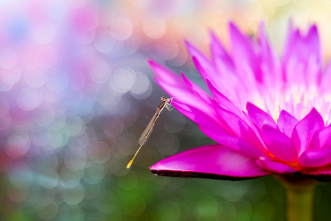Blume mit Libelle