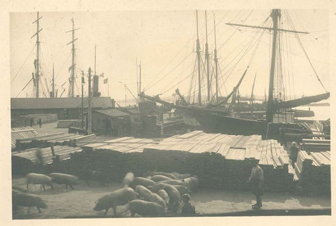 Grisetransport fra øerne til slagteriet Faaborg havn ca 1915