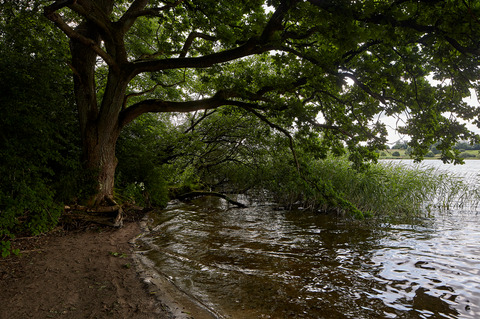Jels Nedersø   træ i vandkanten