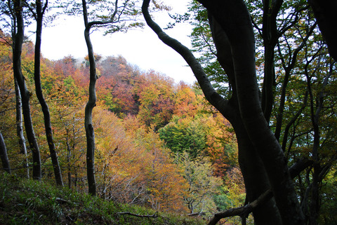 Skoven ved Møns Klint, efterår