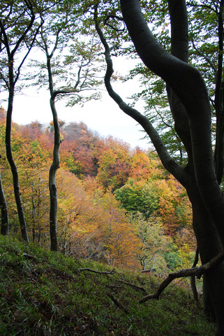 Skoven ved Møns Klint, efterår
