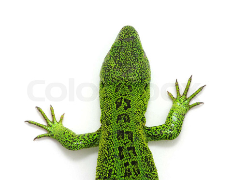 green lizard 