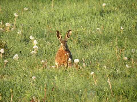 Hare (tiv) (7)
