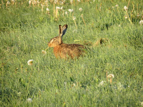Hare (tiv) (8)