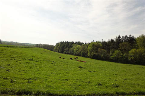 3   køer på græs syd for Tustrupvej
