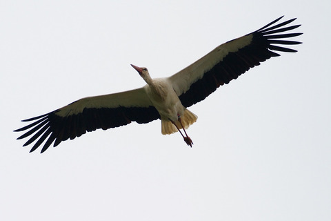 Stork.png