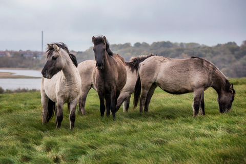 Vilde heste ved Nørrestrand