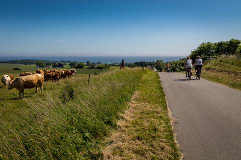 Cyklister og køer på Møn