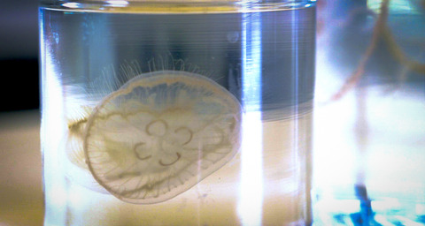 jellyfish in lab.jpg