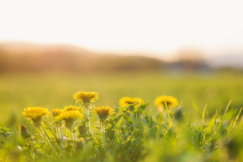 Close up of dandelions on sunny summer meadow. Nature background.