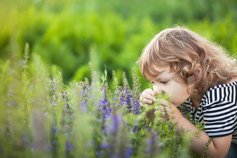 Adorable toddler girl smelling purple flowers.