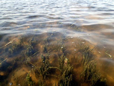 Algae growth in Gyldensteen