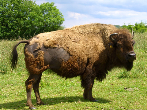 bisonfarm 02