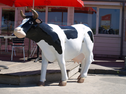 Ko på Enø Strand
