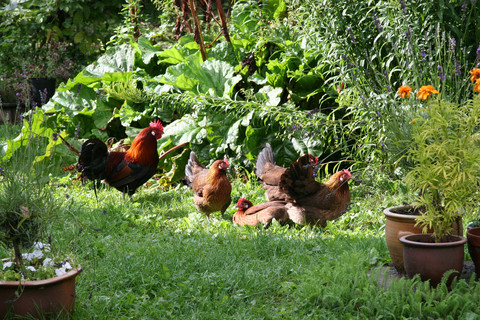 Høns i haven