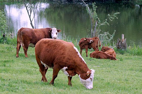 Køer på marken i Høm