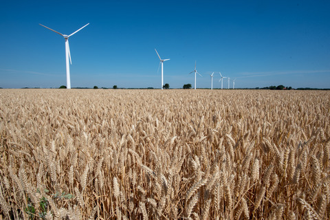 Kornmarker og vindmøller Lyby (3)
