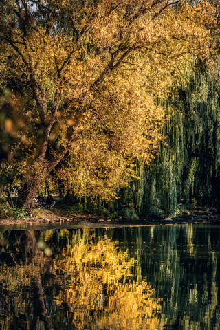 autumn foliage the river