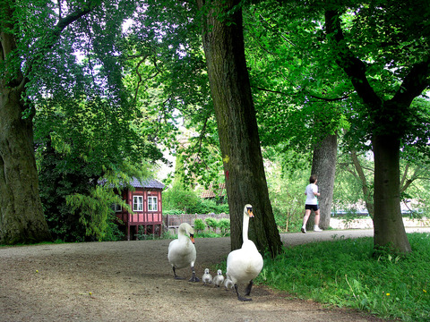 A family of swans out for a walk