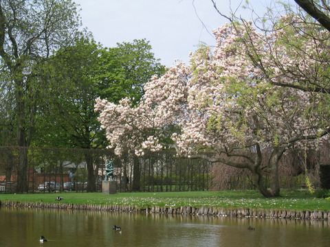 ducks in the park magnolia