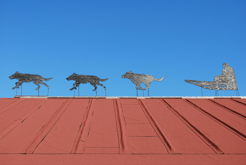 Sled dogs on a roof