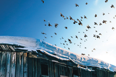 Cabin with ice on the roof and birds in the sky