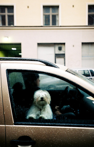 Dog in car, Helsinki