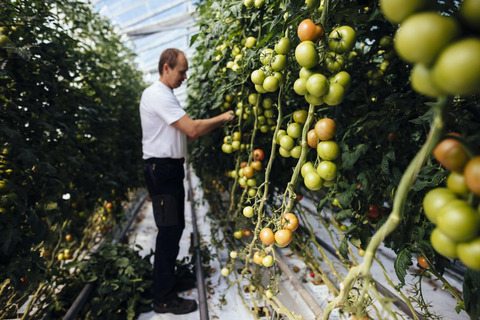 Tomatoes in Närpes, Finland