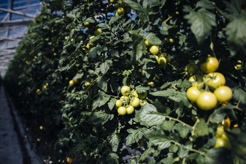 Tomatoes in Närpes, Finland