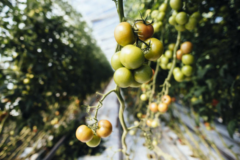 Tomatoes, Närpes, Finland