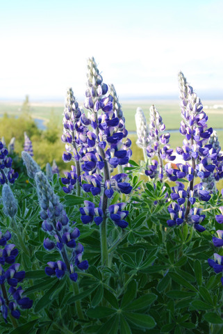 Lupin flowers on Iceland
