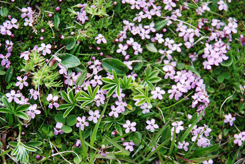 Pink lamba grass flowers