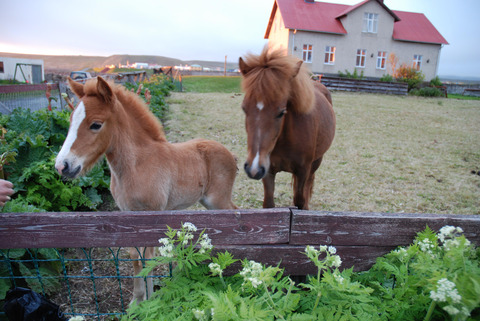 Horses in Blönduós, Iceland