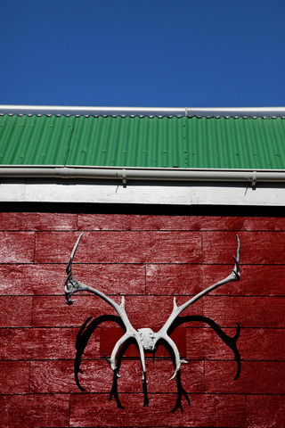 Antlers on red wall