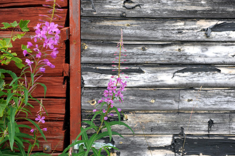 Wall and flowers